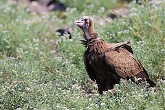 Hooded Vulture